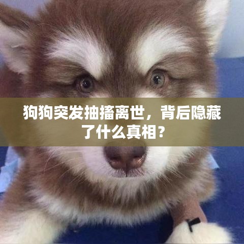 狗狗突发抽搐离世，背后隐藏了什么真相？