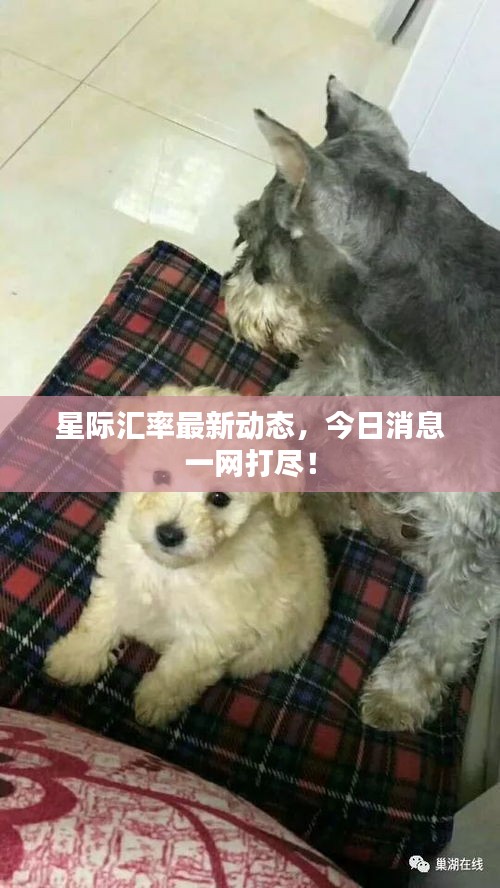 星际汇率最新动态，今日消息一网打尽！