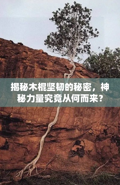 揭秘木棍坚韧的秘密，神秘力量究竟从何而来？