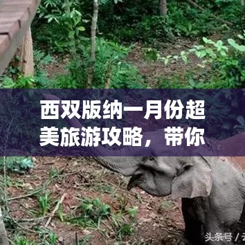 西双版纳一月份超美旅游攻略，带你畅游热带风情！