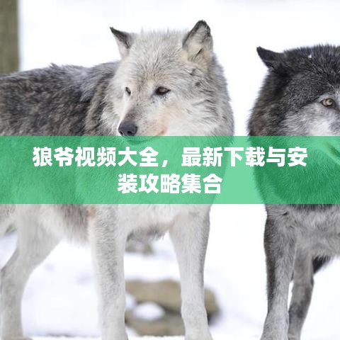 狼爷视频大全，最新下载与安装攻略集合