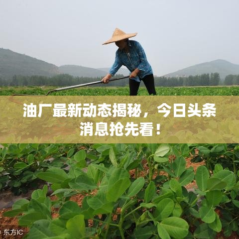油厂最新动态揭秘，今日头条消息抢先看！