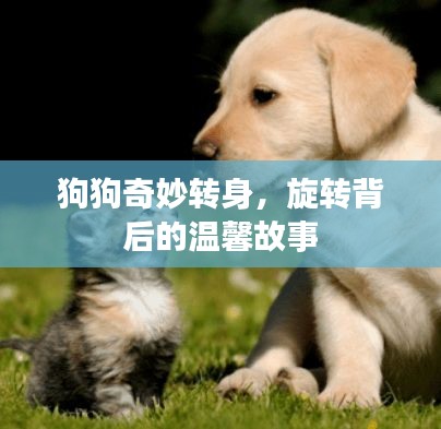 狗狗奇妙转身，旋转背后的温馨故事