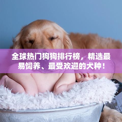 全球热门狗狗排行榜，精选最易饲养、最受欢迎的犬种！