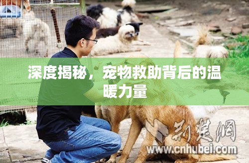深度揭秘，宠物救助背后的温暖力量