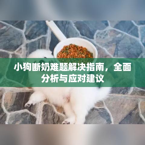 小狗断奶难题解决指南，全面分析与应对建议