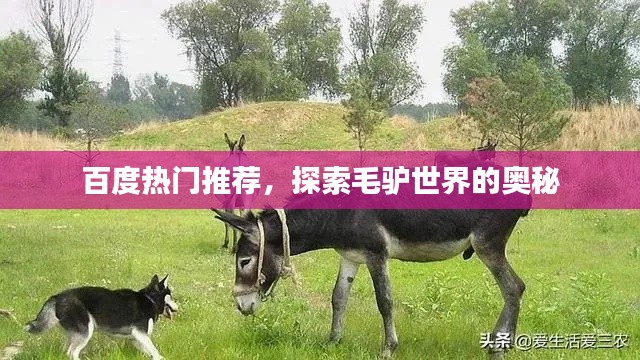 百度热门推荐，探索毛驴世界的奥秘