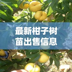 最新柑子树苗出售信息与价格走势及选购攻略