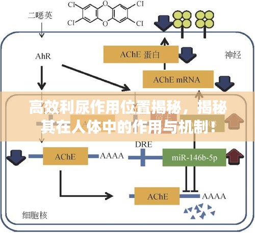 高效利尿作用位置揭秘，揭秘其在人体中的作用与机制！