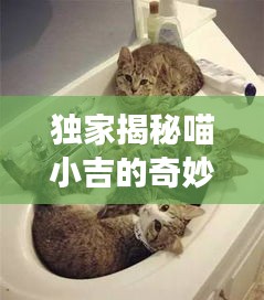 独家揭秘喵小吉的奇妙世界，探索喵星人的奇幻之旅