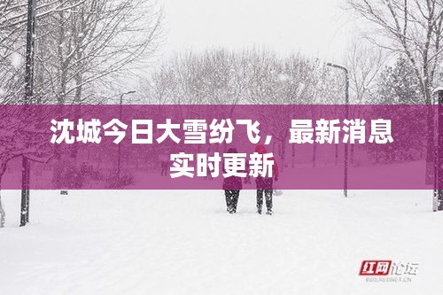 沈城今日大雪纷飞，最新消息实时更新