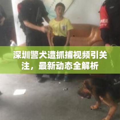 深圳警犬遭抓捕视频引关注，最新动态全解析