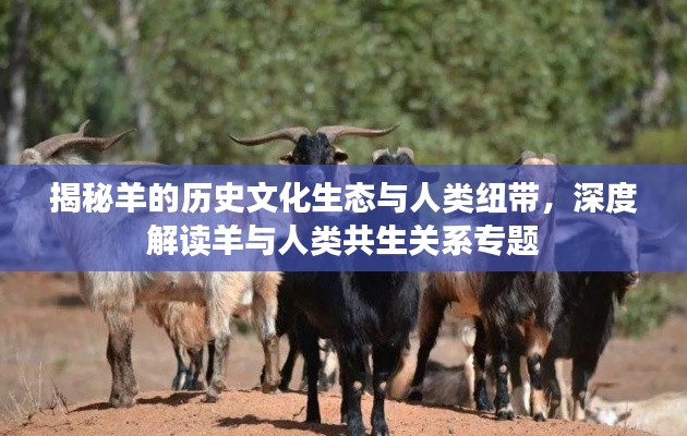 揭秘羊的历史文化生态与人类纽带，深度解读羊与人类共生关系专题