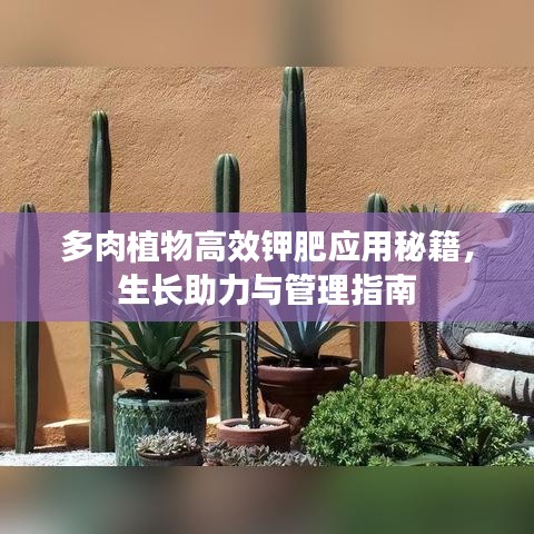 多肉植物高效钾肥应用秘籍，生长助力与管理指南