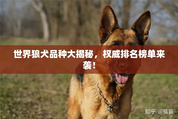世界狼犬品种大揭秘，权威排名榜单来袭！