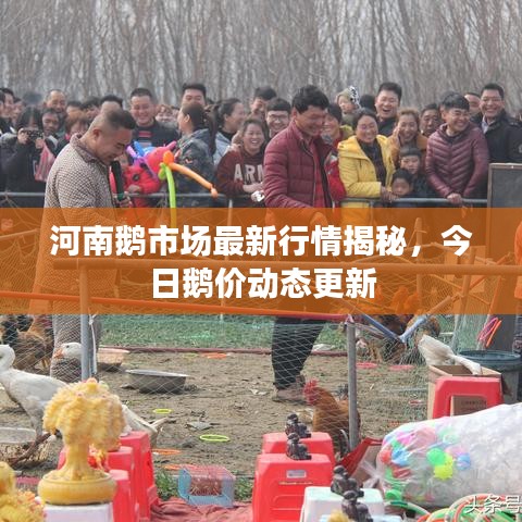 河南鹅市场最新行情揭秘，今日鹅价动态更新