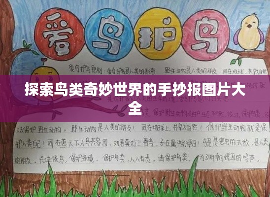 探索鸟类奇妙世界的手抄报图片大全