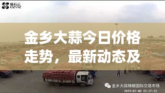 金乡大蒜今日价格走势，最新动态及市场行情分析