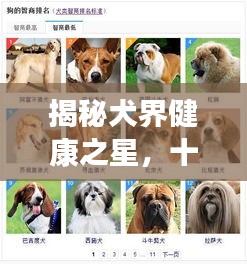 揭秘犬界健康之星，十大热门犬种健康排名榜单！