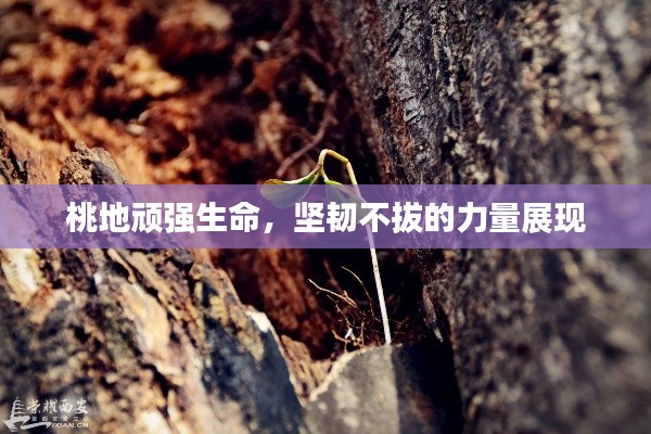 盖世英雄