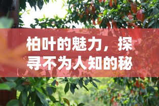 柏叶的魅力，探寻不为人知的秘密！