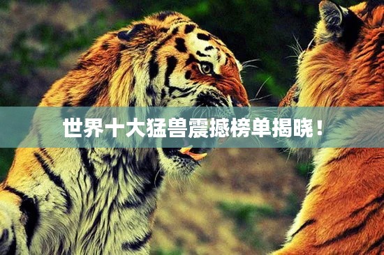 世界十大猛兽震撼榜单揭晓！