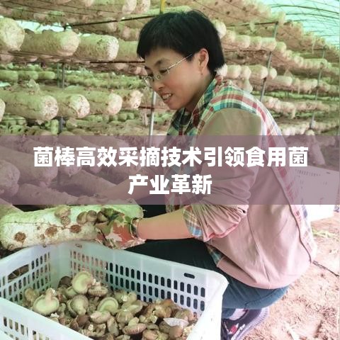 菌棒高效采摘技术引领食用菌产业革新