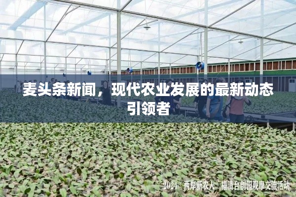 麦头条新闻，现代农业发展的最新动态引领者