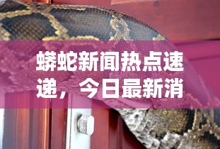 蟒蛇新闻热点速递，今日最新消息揭秘