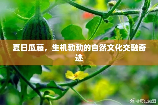 夏日瓜藤，生机勃勃的自然文化交融奇迹