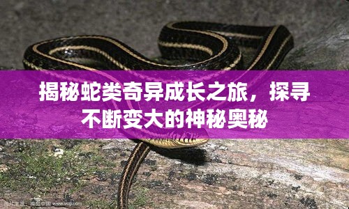 揭秘蛇类奇异成长之旅，探寻不断变大的神秘奥秘