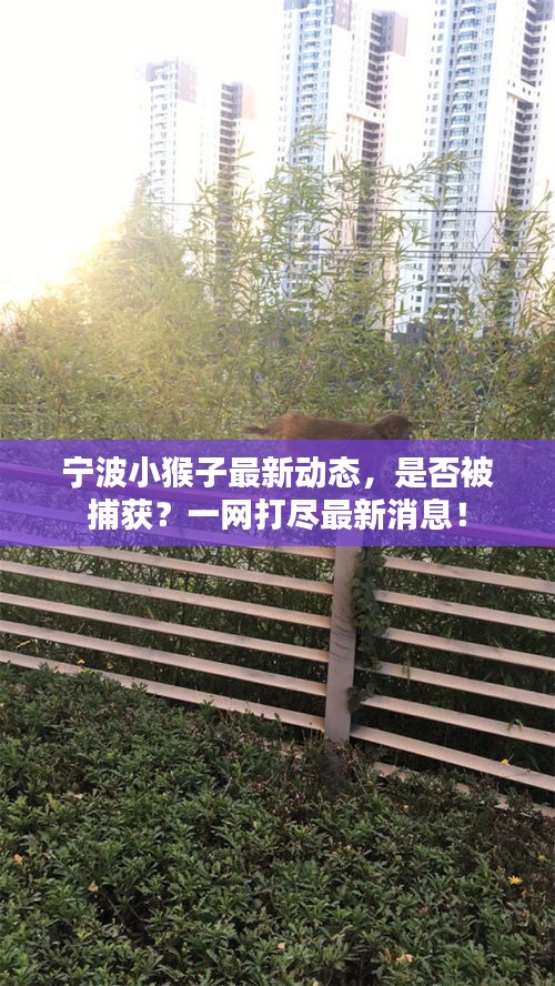 宁波小猴子最新动态，是否被捕获？一网打尽最新消息！