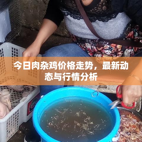 今日肉杂鸡价格走势，最新动态与行情分析
