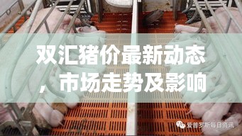 双汇猪价最新动态，市场走势及影响因素深度解析