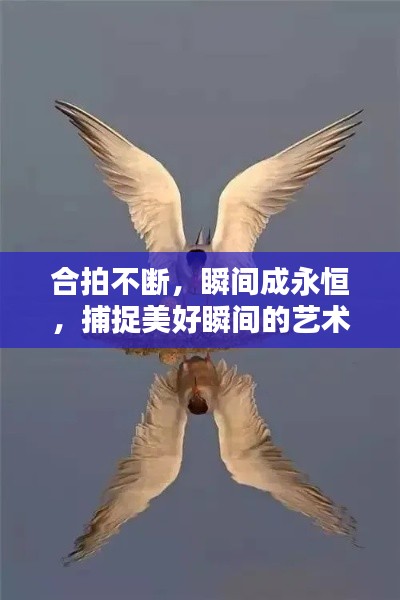 合拍不断，瞬间成永恒，捕捉美好瞬间的艺术图片