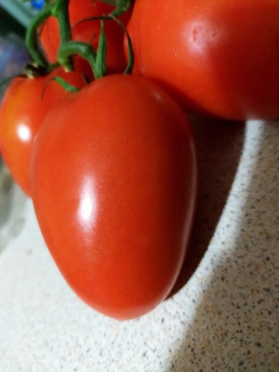 番茄黄官方下载,实践经验解释定义-8K_v9.354