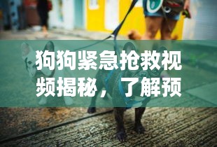 狗狗紧急抢救视频揭秘，了解预防与应对措施的重要性