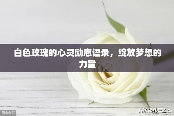 白色玫瑰的心灵励志语录，绽放梦想的力量